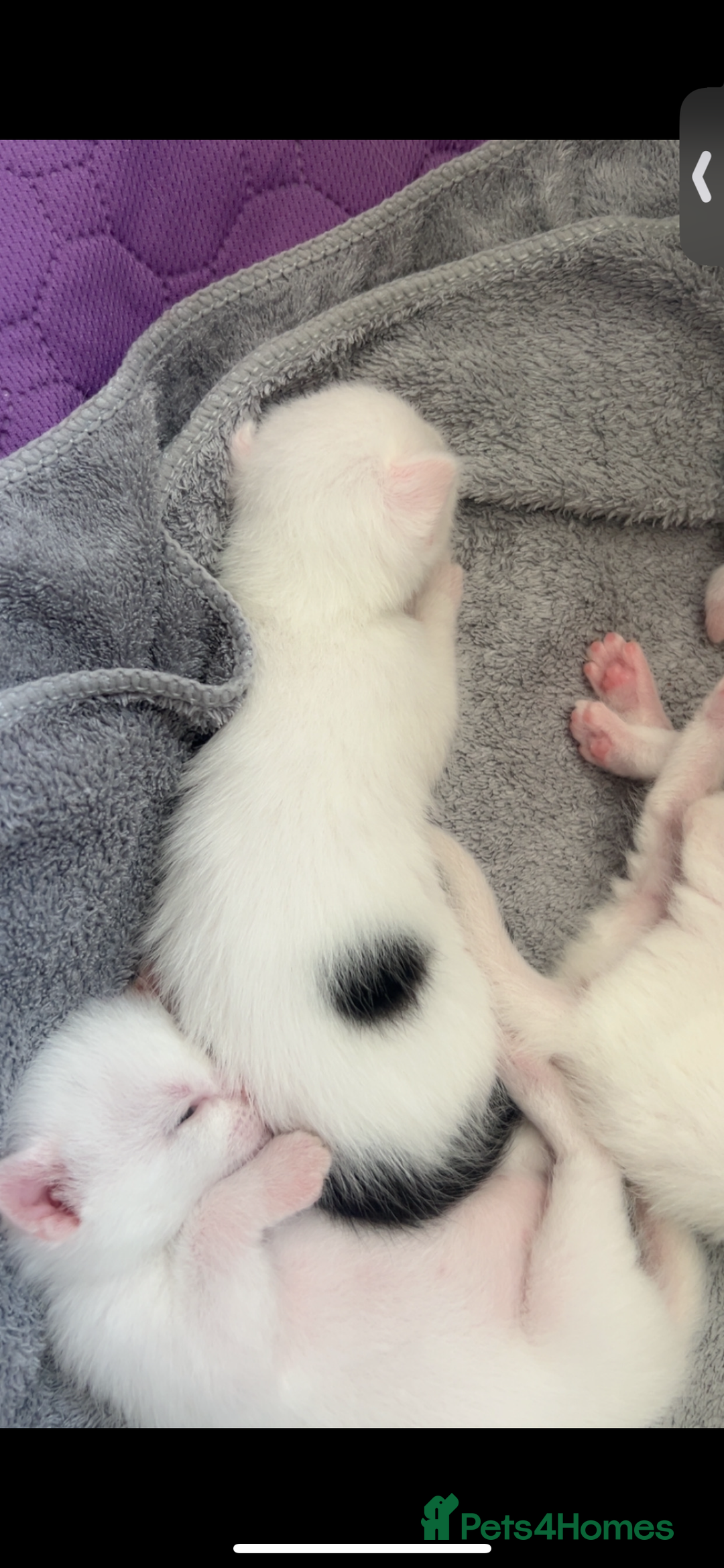 Mixed Breed cats for sale: Kittens  - Advert 7