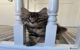 British Longhair cats for sale: Fluffy Male Kitten - Advert 3