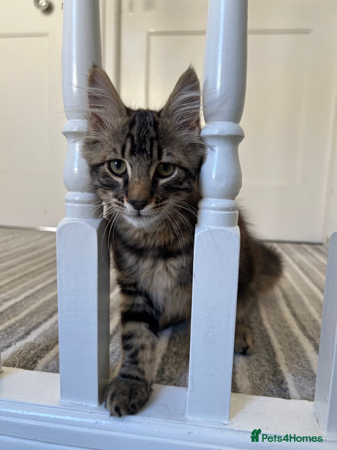 British Longhair cats for sale: Fluffy Male Kitten - Advert 3