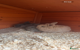 Mini Lop rabbits for sale: A Mix of Mini lop and Mini Lion Lop - Image 23