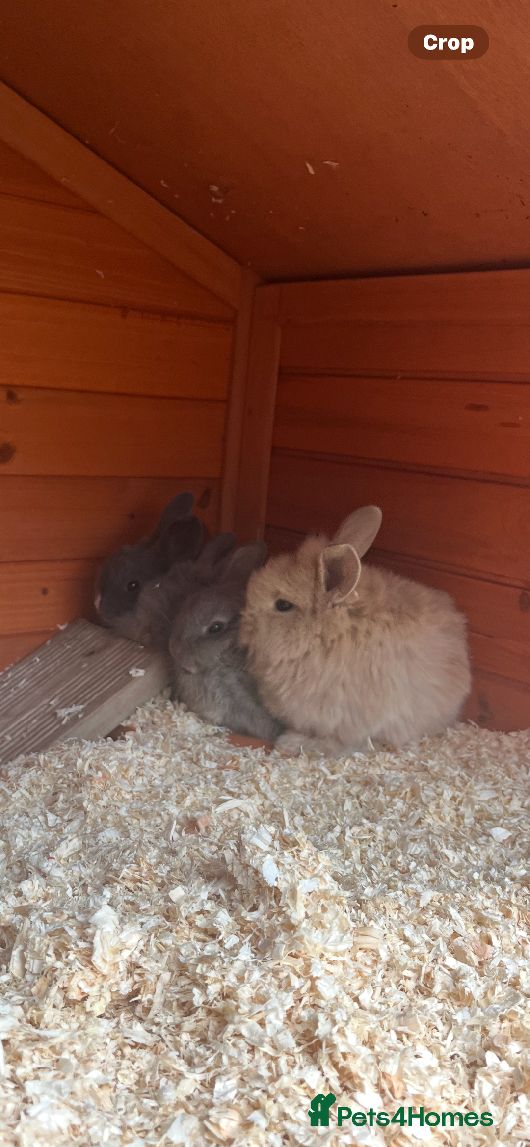 Mini Lop rabbits for sale: A Mix of Mini lop and Mini Lion Lop - Image 23