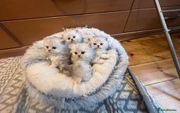 Persian cats for sale: Persian chinchilla kittens - Image 4