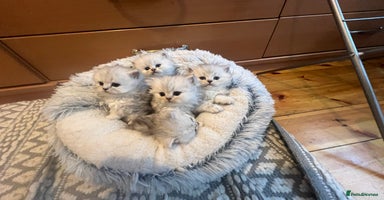 Persian cats - Advert 14