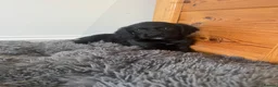 Sprocker dogs for sale: Gorgeous sprocker spaniel puppies  - Advert 4