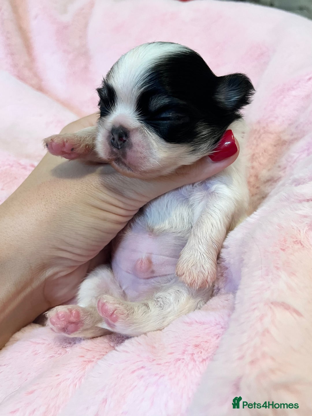 Chihuahua dogs for sale: Long Coat Chihuahua Boys Outstanding Quality ⭐️ - Advert 12