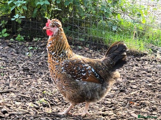 Chickens poultry Swedish Flower, Araucana, Game POL - Advert 10