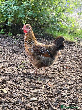 Chickens poultry Swedish Flower, Araucana, Game POL - Advert 7