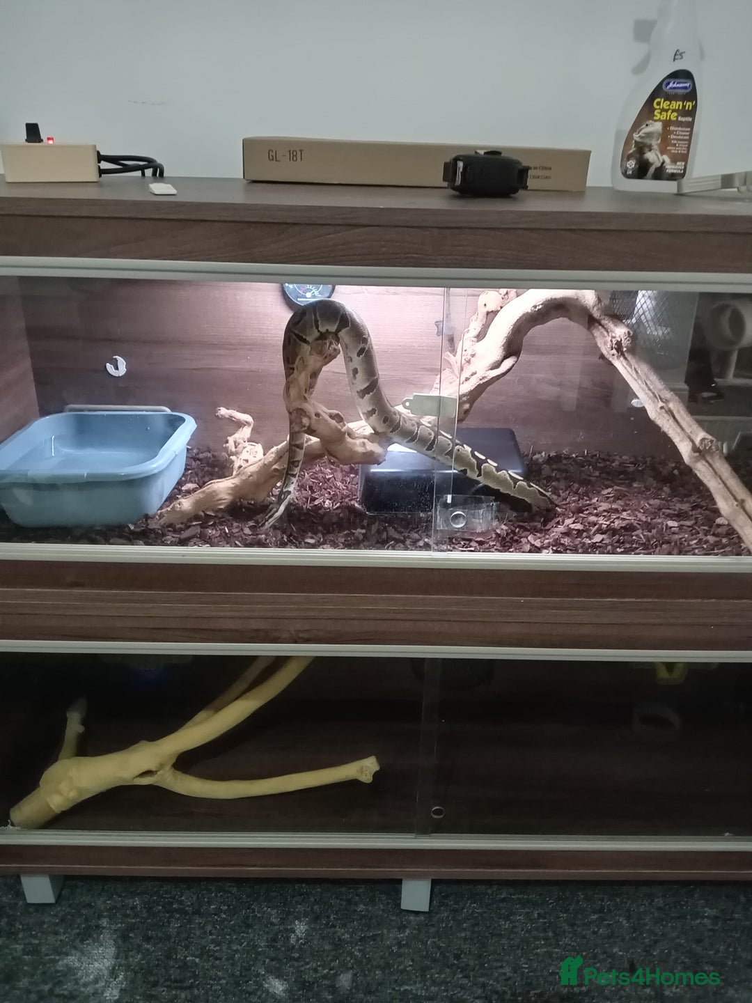Python Snake reptiles for sale: Ball pythons plus equipment  - Image 2
