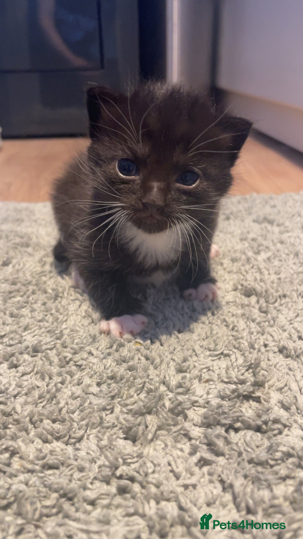 Mixed Breed cats 1 tuxedo girl,1 black and white girl, 1 tuxedo boy - Advert 11