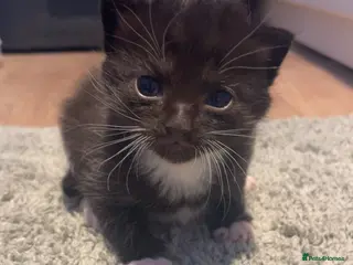 Mixed Breed cats 1 tuxedo girl,1 black and white girl, 1 tuxedo boy - Advert 11