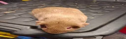 Guinea Pig rodents for sale: Male and female baby guinea pigs for sale - Advert 10