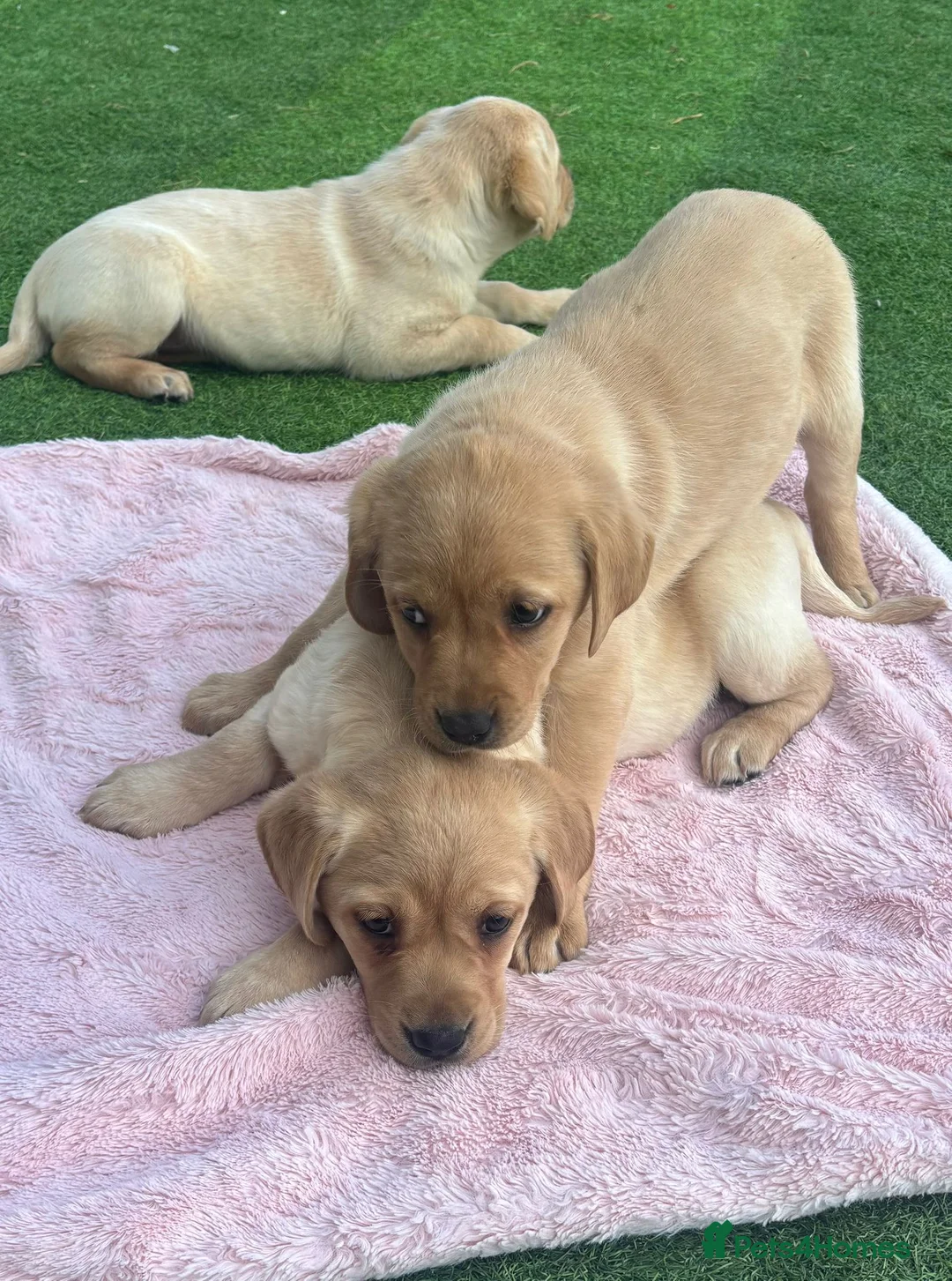 Labrador Retriever dogs for sale: Golden Labrador Puppies - Advert 1