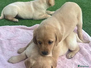 Labrador Retriever dogs Golden Labrador Puppies - Advert 17