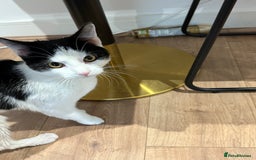 Domestic Shorthair cats for sale: Looking for a Loving Home for Our Two Cats! 🐾 - Image 6