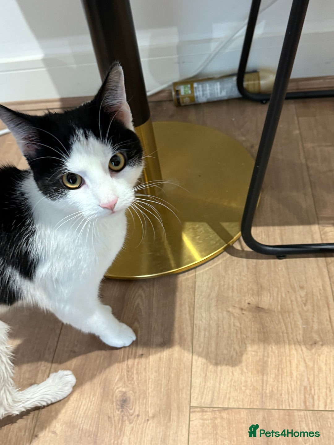 Domestic Shorthair cats for sale: Looking for a Loving Home for Our Two Cats! 🐾 - Image 6