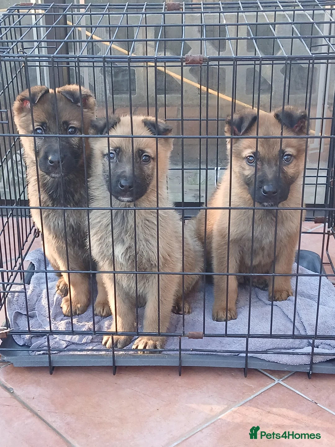 German Shepherd dogs for sale: Czech shepherd  - Advert 26