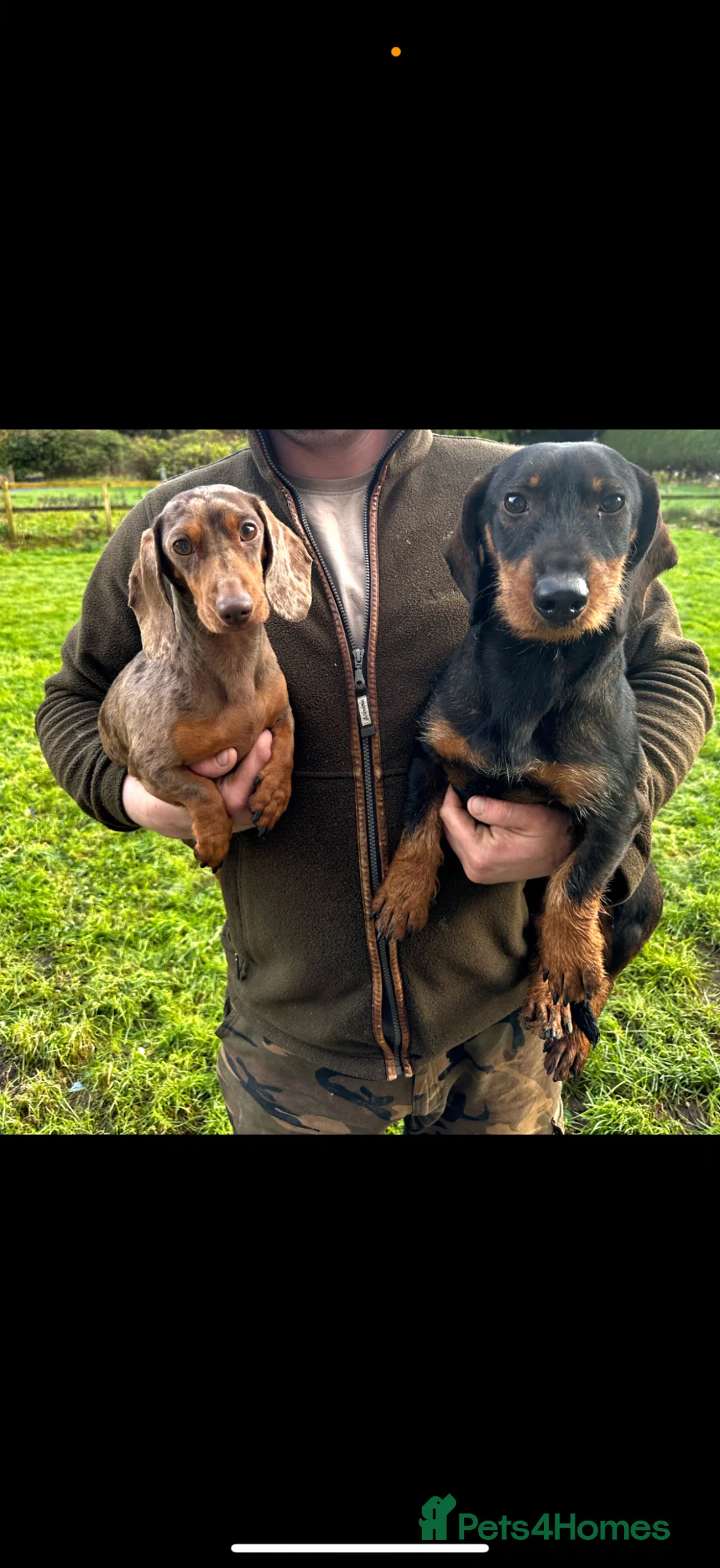 Dachshund dogs for sale: Available now - Dachshund Puppies  - Advert 2