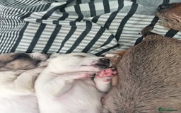 Mixed Breed dogs for sale: Patterdale mix - Image 17