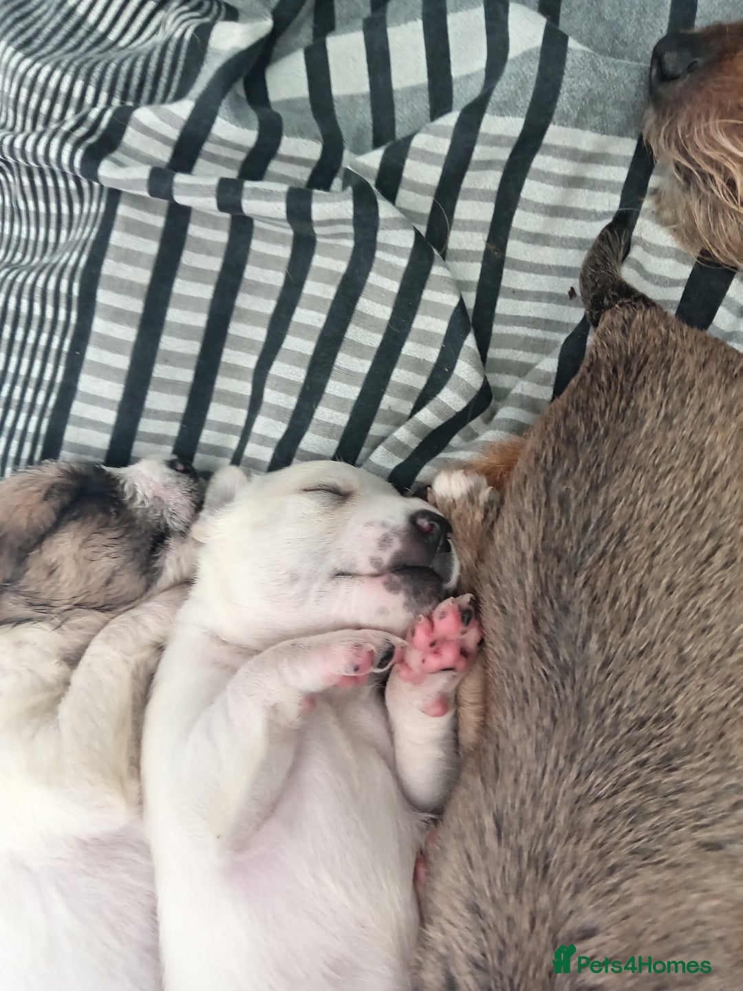 Mixed Breed dogs for sale: Patterdale mix - Image 17
