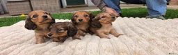 Miniature Dachshund dogs for sale: Miniature longhaired dachshund shaded cream girls in Cambridge - Advert 23