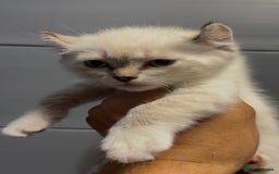 American Curl cats for sale: American curl silver,tabby rare breed - Image 5