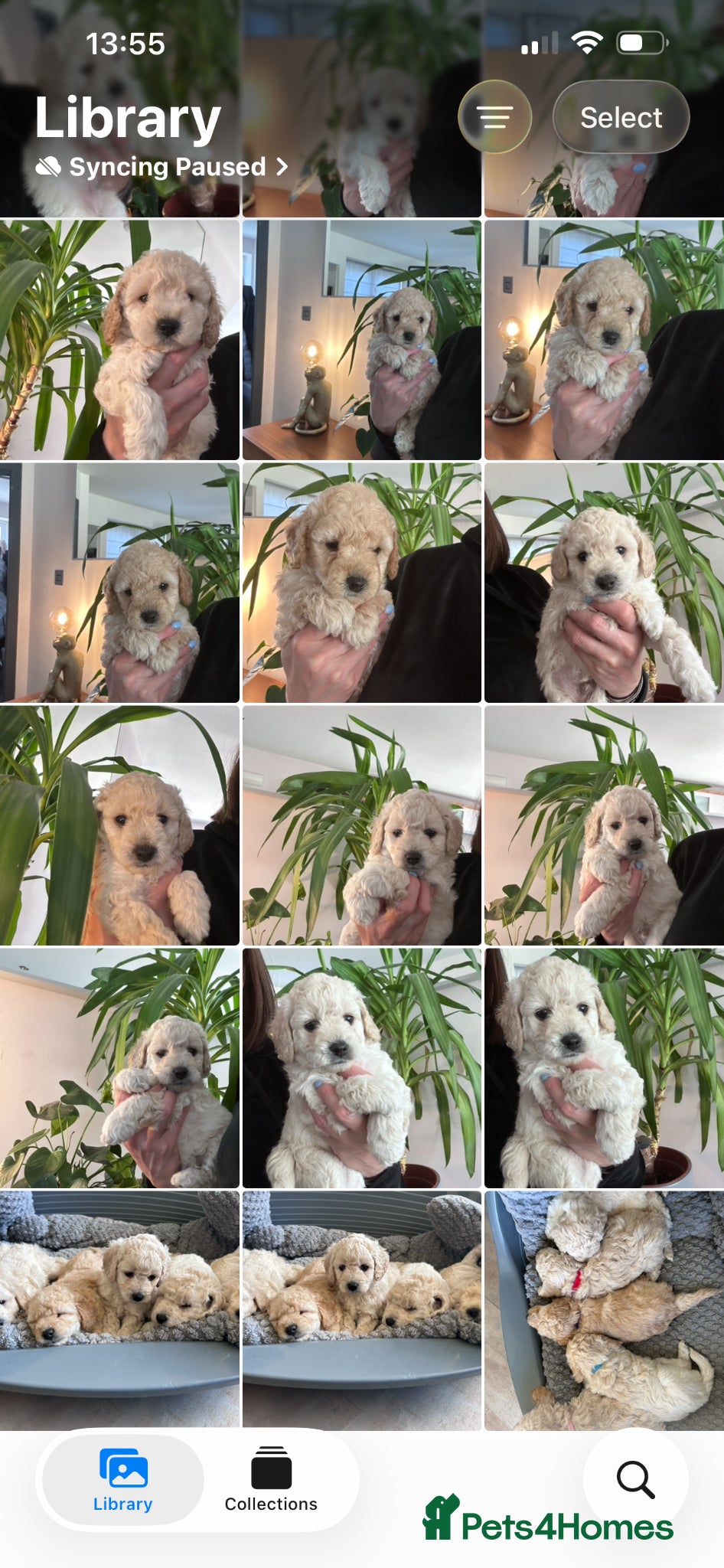 Cockapoo dogs Stunning blonde beauties 💎🌸 - Advert 2