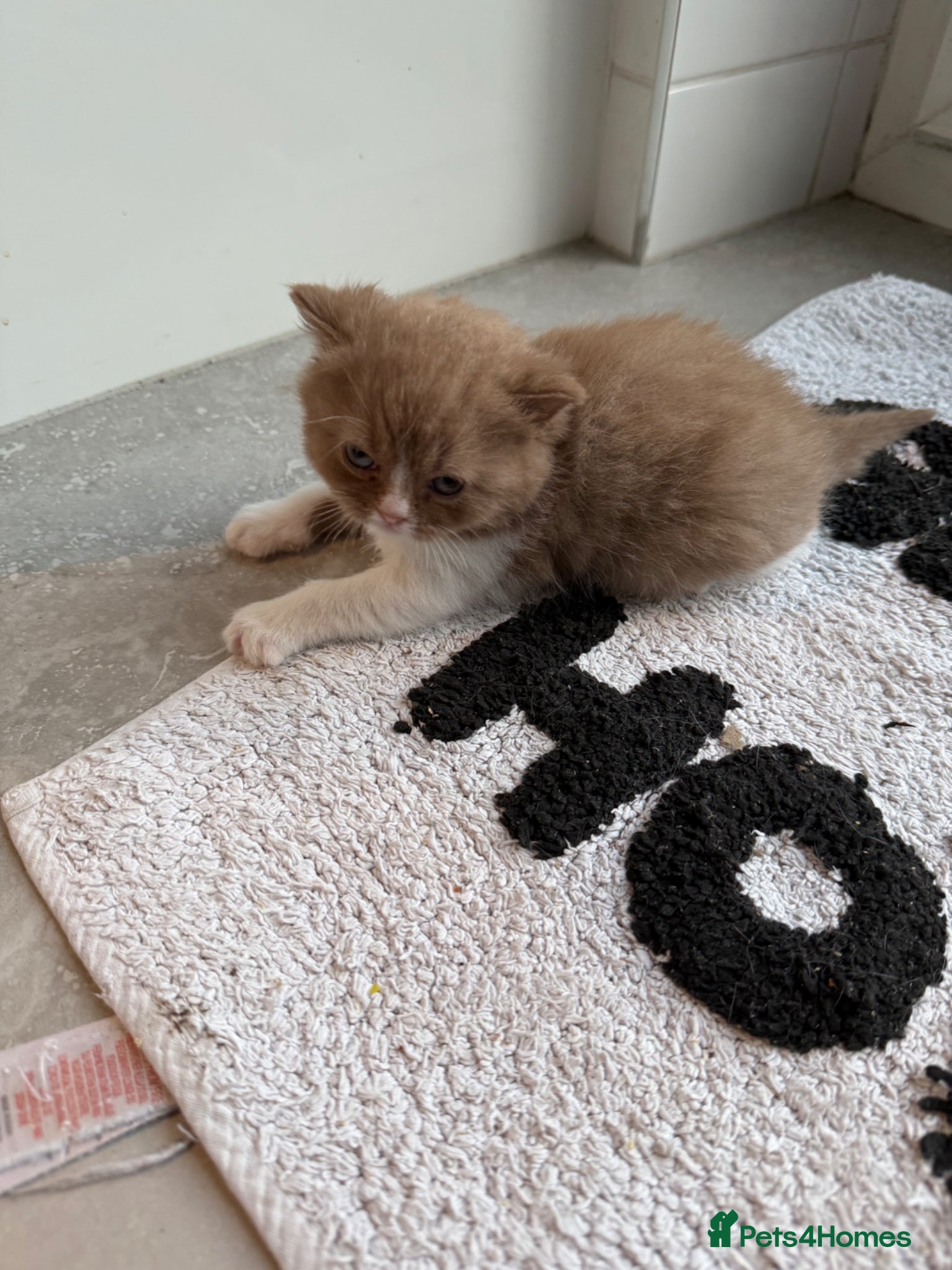 British Shorthair cats Non Active register  - Advert 5