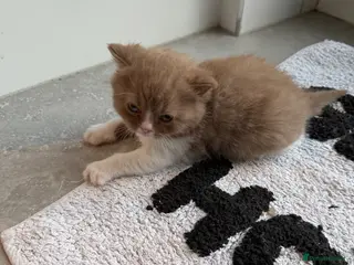 British Shorthair cats Non Active register - Advert 5