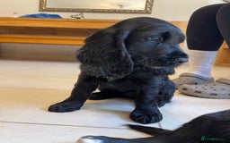 Sprocker dogs for sale: Beautiful Sprocker puppies HEALTH TESTED PARENTS - Image 12