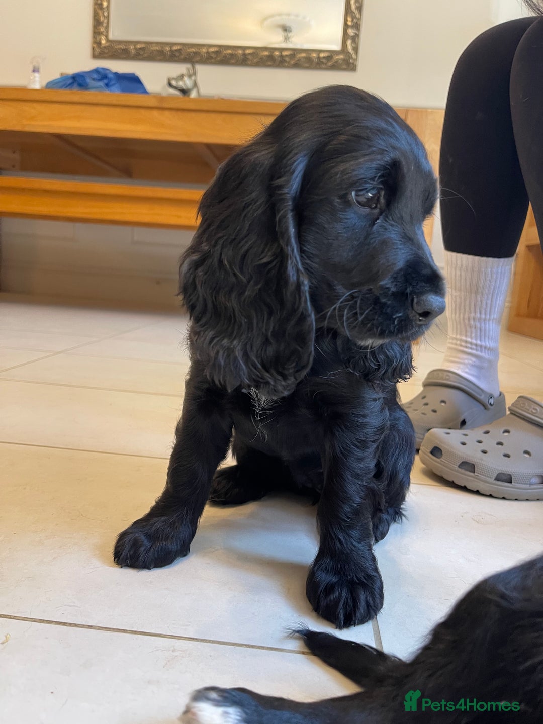 Sprocker dogs for sale: Beautiful Sprocker puppies HEALTH TESTED PARENTS - Image 12