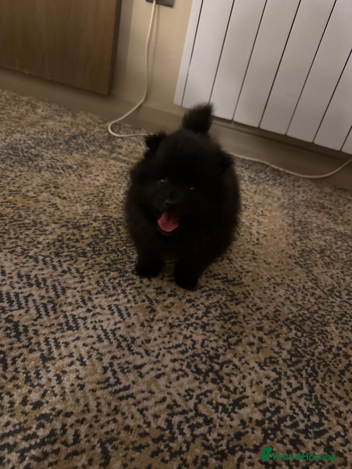 Pomeranian dogs for sale: Pomeranian puppies  - Advert 2