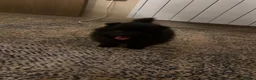 Pomeranian dogs for sale: Pomeranian puppies  - Advert 1