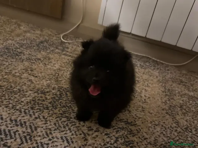 Pomeranian dogs for sale: Pomeranian puppies - Advert 15