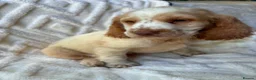 Cocker Spaniel dogs for sale: 9 Gorgeous Cocker Spaniel Puppies For Sale! - Advert 32