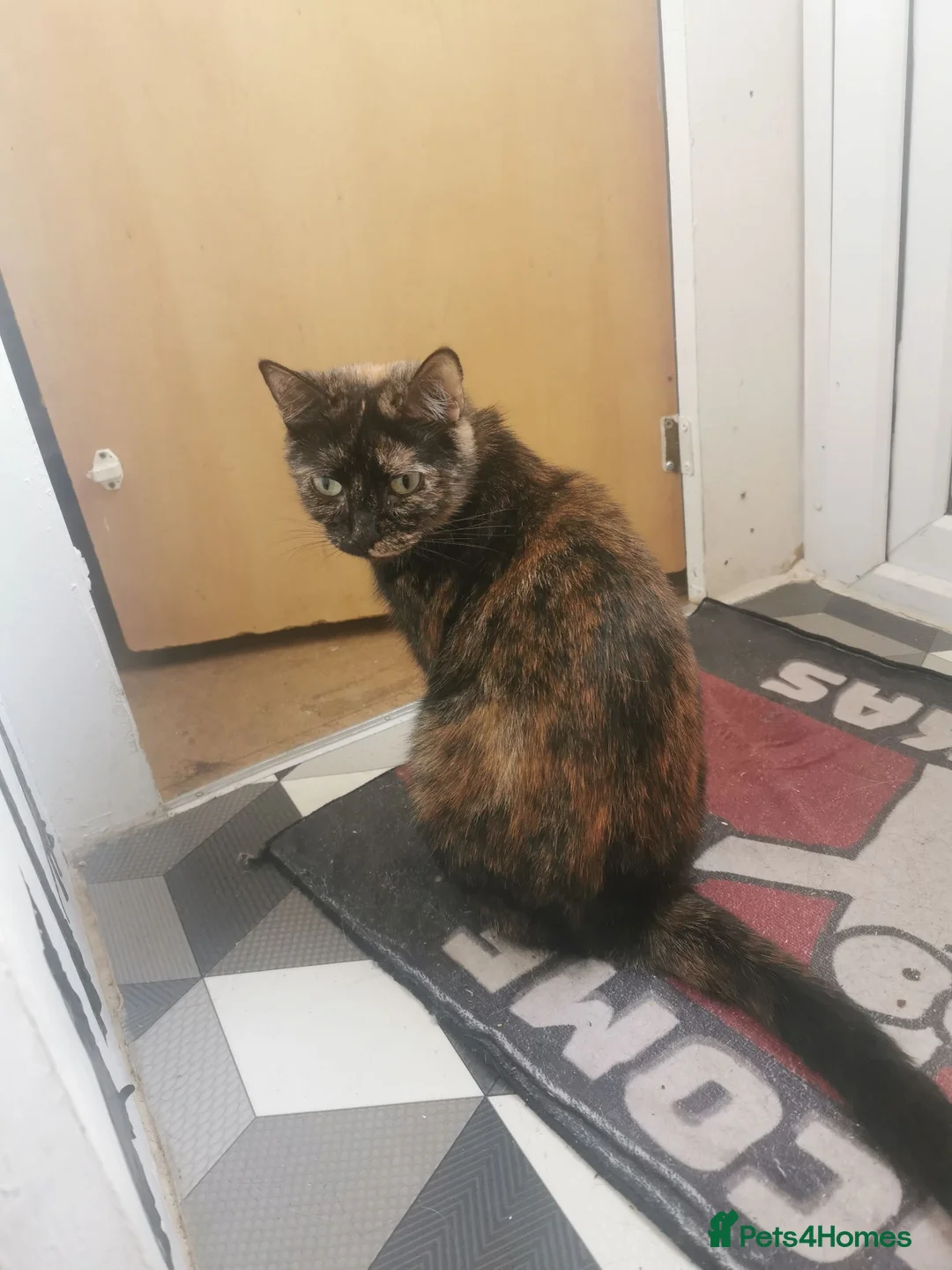 Mixed Breed cats for sale: Two small girls looking for new home in Gloucester - Advert 1