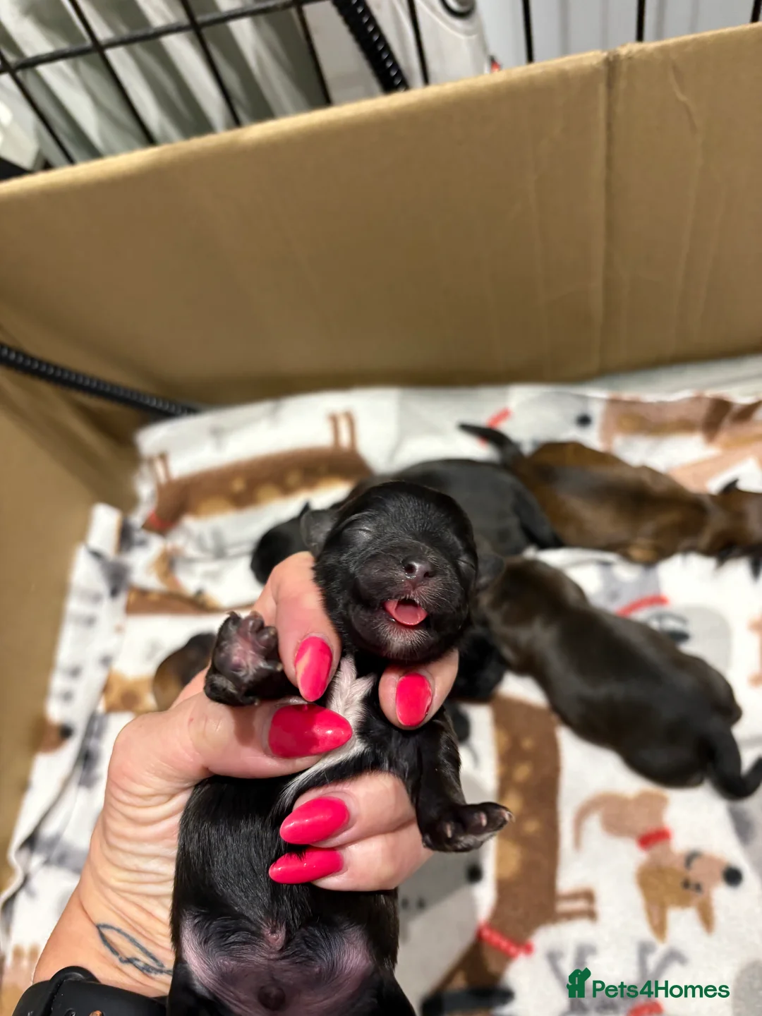 Shihpoo dogs for sale: Shihpoo f1 puppies  🩷🩷 - Advert 30