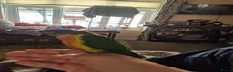 Conures birds for sale: 9 month old hand tame conure - Advert 6