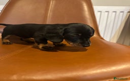 Dachshund dogs for sale: Chunky Standard Homebred Dachshunds - Image 8