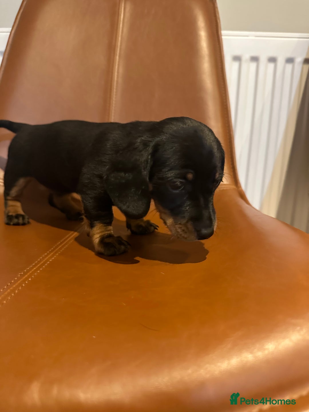 Dachshund dogs for sale: Chunky Standard Homebred Dachshunds - Image 8