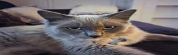Ragdoll cats for sale: Blue eyed ragdoll - Advert 2