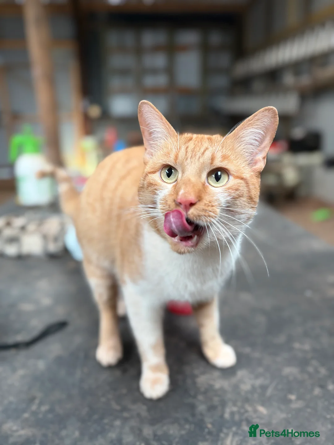Devon Rex cats for sale: Playful, Affectionate Young Male Cat - Advert 3