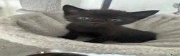 Domestic Shorthair cats for sale: 5 kittens available for their forever home 🩷💙 - Advert 22