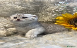 British Shorthair cats for sale: Chocolate spotty Scottish fold kittens - Image 11