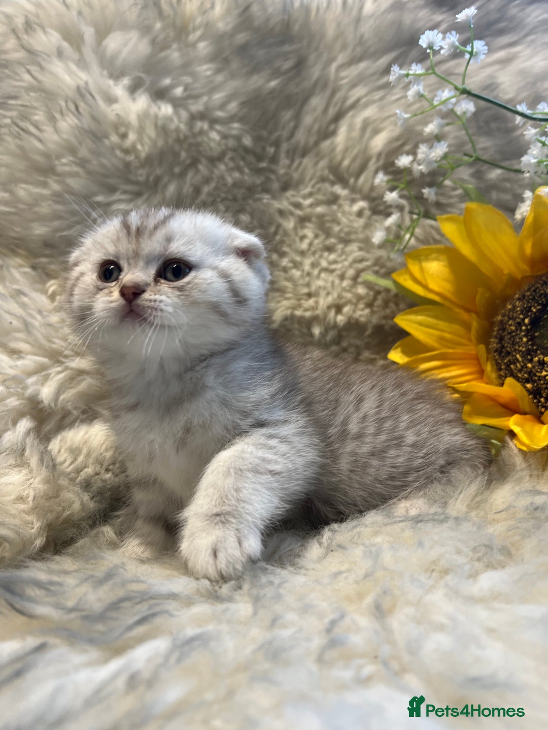 British Shorthair cats for sale: Chocolate spotty Scottish fold kittens - Image 11