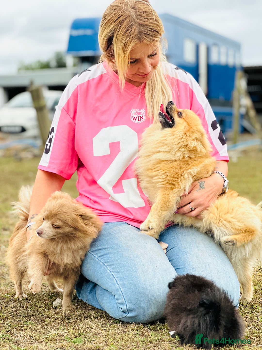 Pomeranian dogs for sale: Perfect poms - Image 6