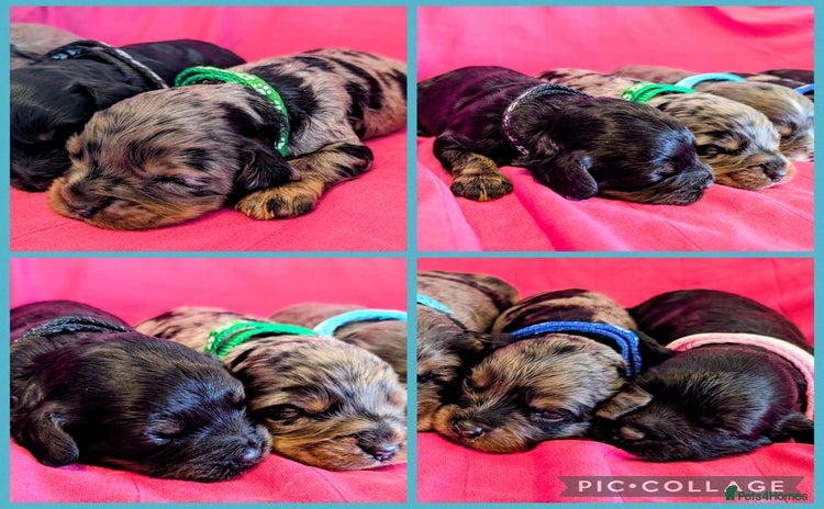 Cavapoo dogs - Advert 7