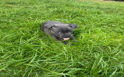 Staffordshire Bull Terrier dogs for sale: KC registered Blue Staffordshire bull terrier’s  in Colchester - Image 12