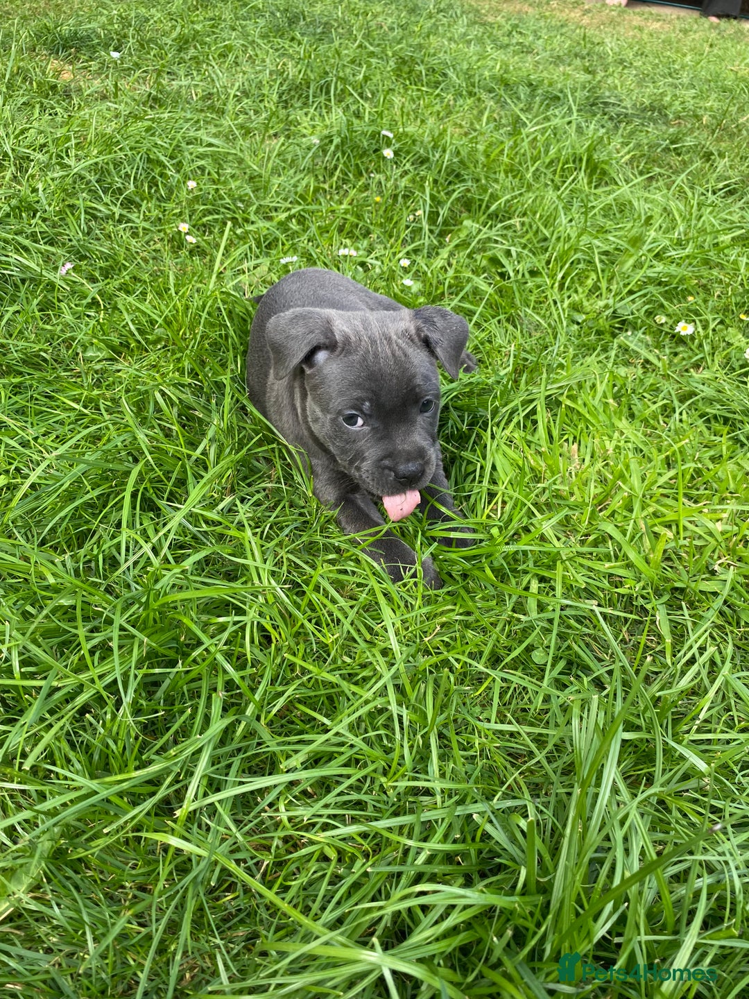 Staffordshire Bull Terrier dogs for sale: KC registered Blue Staffordshire bull terrier’s  in Colchester - Image 12