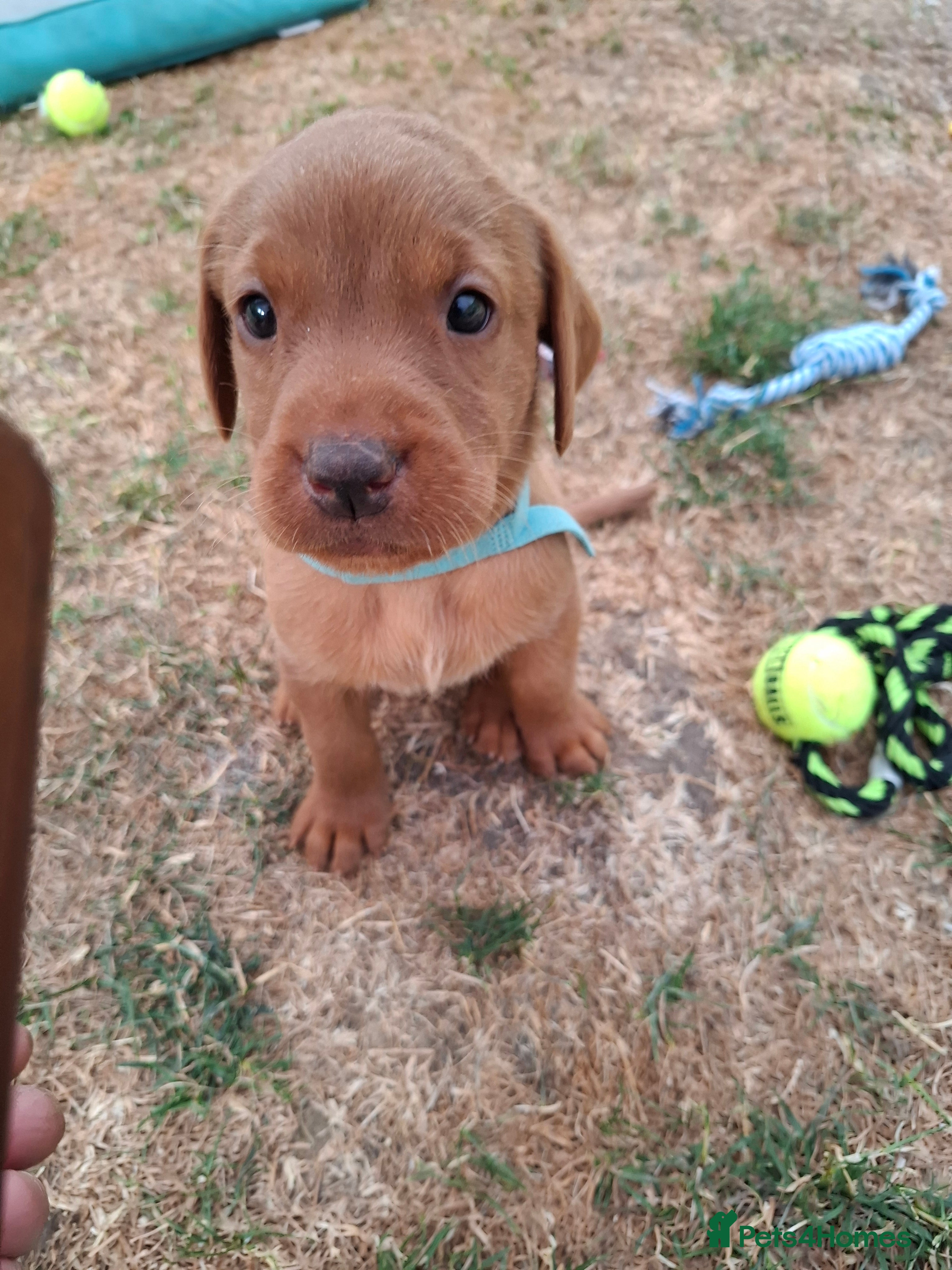 Labrador Retriever dogs Stunning  working stock, Fox red labradors - Advert 2