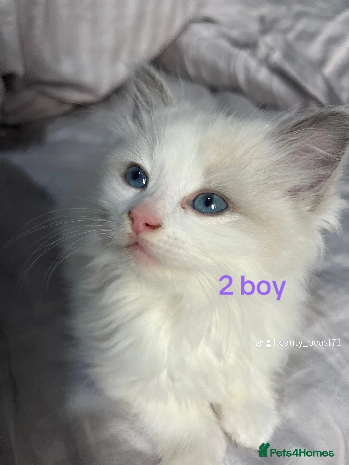 Ragdoll cats Ragdoll for sale   in Smethwick - Advert 7